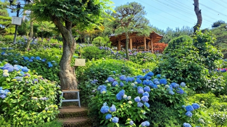 한여름의 '꽃물결'… 7월 수놓은 수목원·정원으로 떠나보세요!